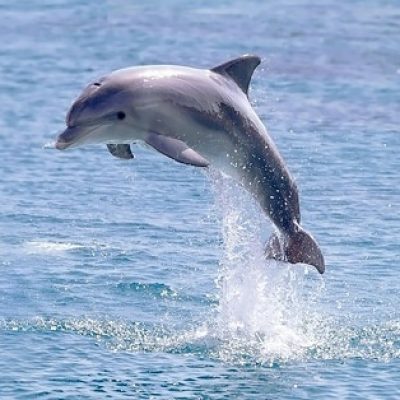 jumping_dolphin_picture-savannah-dream-vacations